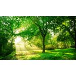 Casa si Gradina - Decoratiuni - Tablouri - Tablou canvas Padure 65 verde cu soare, 105 x 70 cm - Infinity.ro
