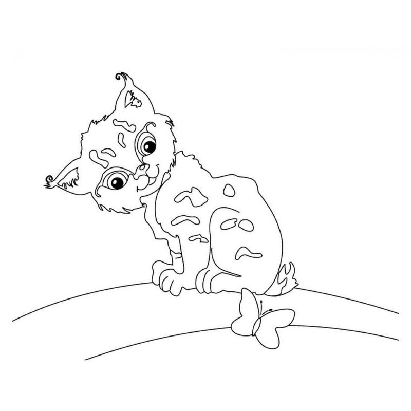 Carti si Birotica - Carti - Carti pentru copii - Carti interactive - Primele mele picturi Animale - Infinity.ro