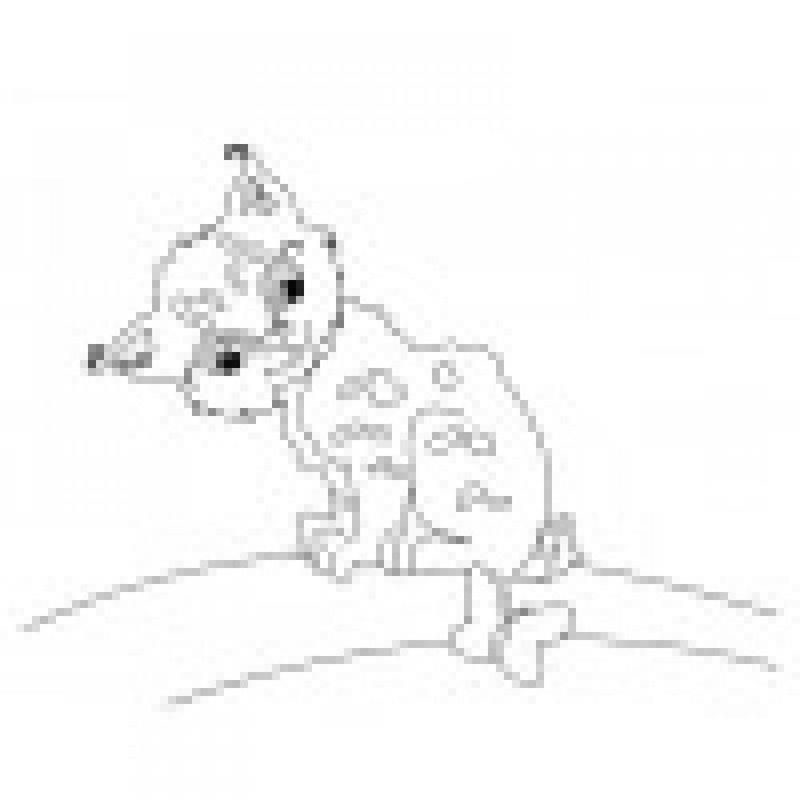 Carti si Birotica - Carti - Carti pentru copii - Carti interactive - Primele mele picturi Animale - Infinity.ro