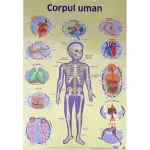 Carti si Birotica - Carti - Manuale si auxiliare scolare - Atlase si enciclopedii - Plansa. Corpul uman - Infinity.ro