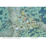 Carti si Birotica - Carti - Carti pentru copii - Basme si povesti - Familia Soricel sub clar de luna - Kazuo Iwamura - Infinity.ro