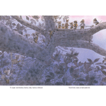 Carti si Birotica - Carti - Carti pentru copii - Basme si povesti - Familia Soricel sub clar de luna - Kazuo Iwamura - Infinity.ro