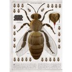 Carti si Birotica - Carti - Carti pentru copii - Basme si povesti - Albinele - carte gigantica, Piotr Socha, Wojciech Grajkowski - Infinity.ro