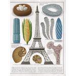 Carti si Birotica - Carti - Carti pentru copii - Basme si povesti - Albinele - carte gigantica, Piotr Socha, Wojciech Grajkowski - Infinity.ro