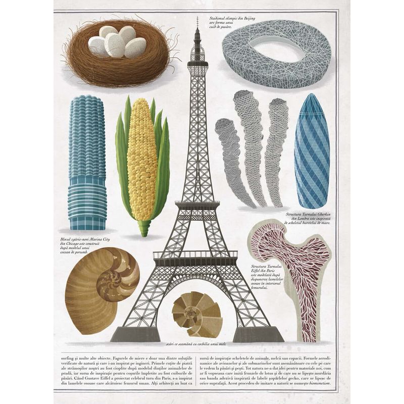 Carti si Birotica - Carti - Carti pentru copii - Basme si povesti - Albinele - carte gigantica, Piotr Socha, Wojciech Grajkowski - Infinity.ro