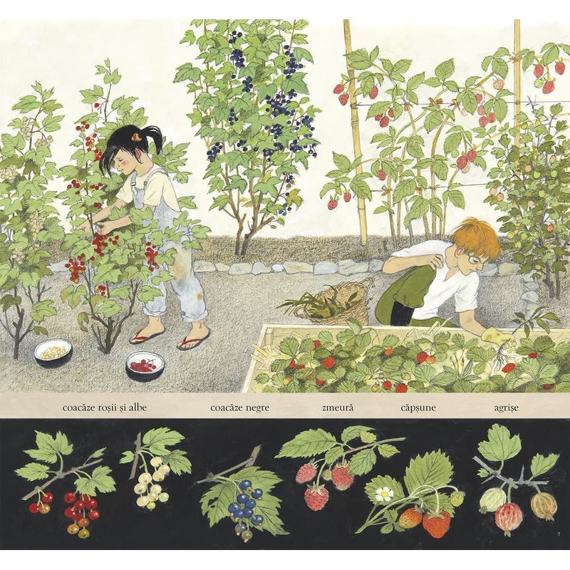 Carti si Birotica - Carti - Carti pentru copii - Basme si povesti - Sarbatoarea fructelor - Gerda Muller - Infinity.ro