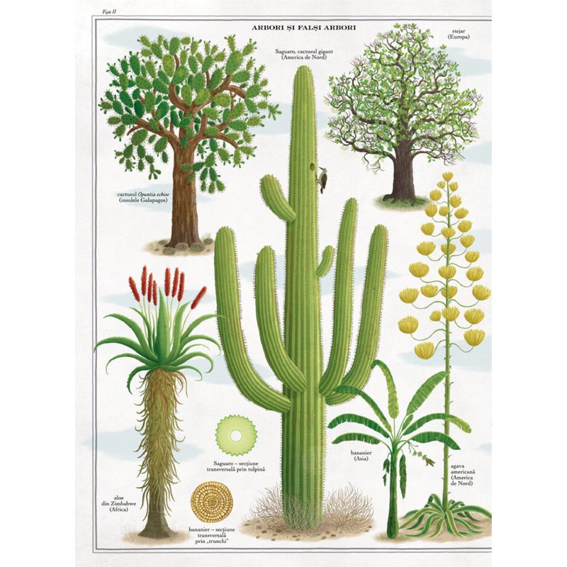 Carti si Birotica - Carti - Carti pentru copii - Basme si povesti - Arborii - carte gigantica, Piotr Socha, Wojciech Grajkowski - Infinity.ro