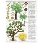 Carti si Birotica - Carti - Carti pentru copii - Basme si povesti - Arborii - carte gigantica, Piotr Socha, Wojciech Grajkowski - Infinity.ro