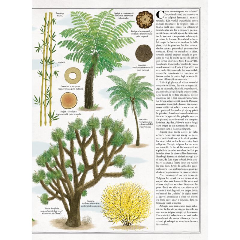 Carti si Birotica - Carti - Carti pentru copii - Basme si povesti - Arborii - carte gigantica, Piotr Socha, Wojciech Grajkowski - Infinity.ro