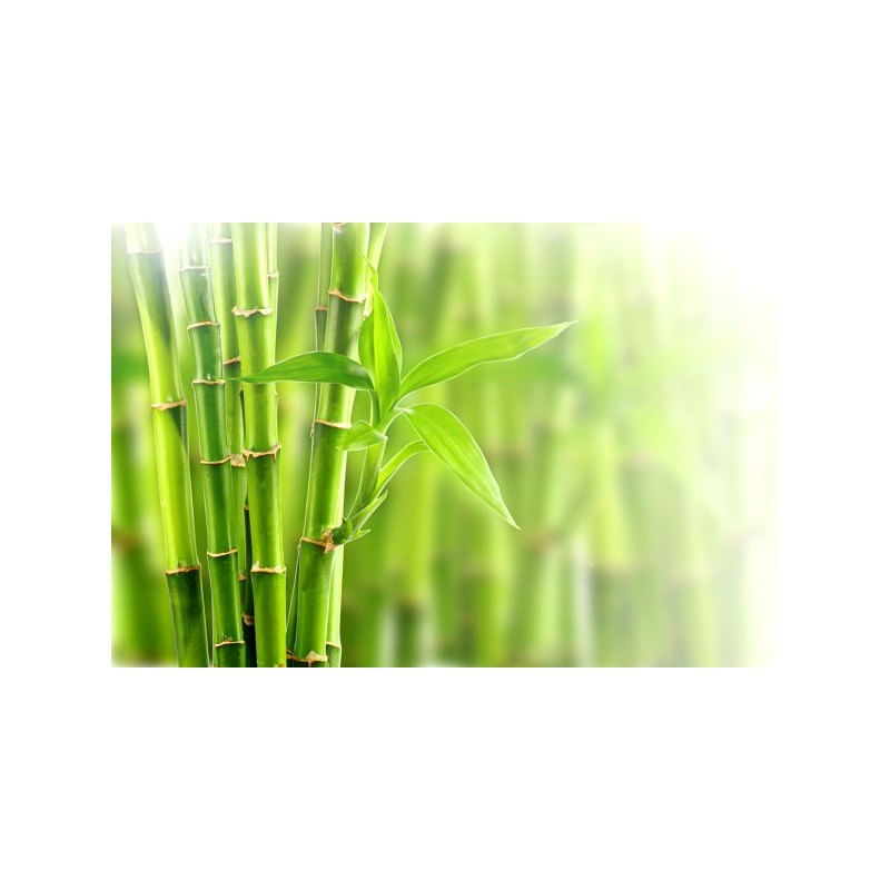 Ingrijire personala si Cosmetice - Sanatate si wellness - Suplimente alimentare - Vitamine si minerale - Francois Nature, Bambus Tabashir pudra 100 grame - Infinity.ro