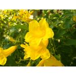 Ingrijire personala si Cosmetice - Sanatate si wellness - Suplimente alimentare - Vitamine si minerale - Swanson Cat's Claw (Gheara matei) 500 mg - 100 Capsule - Infinity.ro