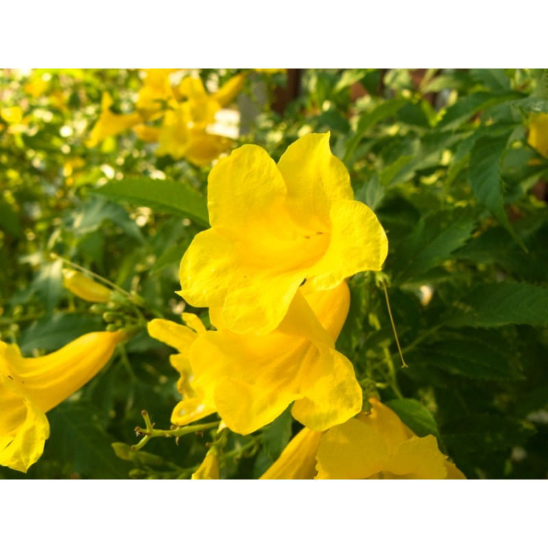 Ingrijire personala si Cosmetice - Sanatate si wellness - Suplimente alimentare - Vitamine si minerale - Swanson Cat's Claw (Gheara matei) 500 mg - 100 Capsule - Infinity.ro