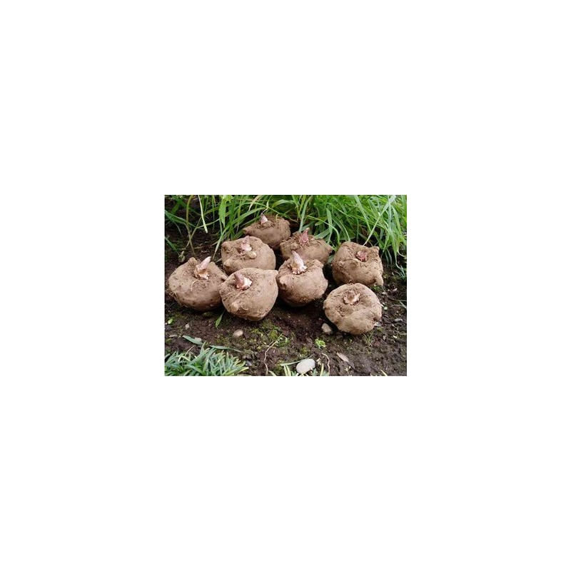 Ingrijire personala si Cosmetice - Sanatate si wellness - Suplimente alimentare - Vitamine si minerale - Belle&Bio Konjac Bio (Glucomannan Bio) 120 capsule - Infinity.ro