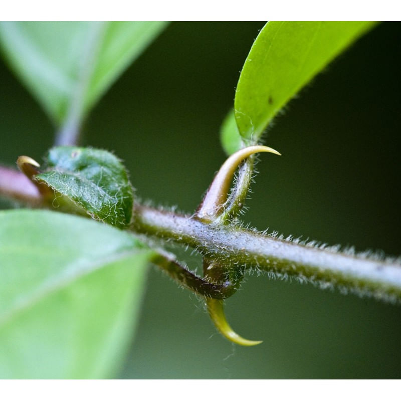 Ingrijire personala si Cosmetice - Sanatate si wellness - Suplimente alimentare - Vitamine si minerale - Pure Nutrition USA Cat's Claw (Gheara Pisicii) 500mg 100 capsule - Infinity.ro