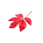 Ingrijire personala si Cosmetice - Sanatate si wellness - Suplimente alimentare - Vitamine si minerale - Oemine ARTER, vita de vie rosie, 60 gelule - Infinity.ro