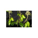 Ingrijire personala si Cosmetice - Sanatate si wellness - Suplimente alimentare - Vitamine si minerale - Raw Powders L-Triptofan pulbere 100 de grame - Infinity.ro