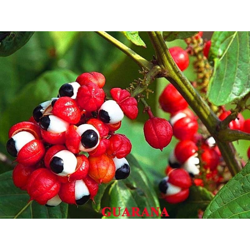 Ingrijire personala si Cosmetice - Sanatate si wellness - Suplimente alimentare - Vitamine si minerale - OstroVit Guarana 90 Tablete - Infinity.ro