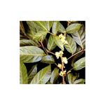 Ingrijire personala si Cosmetice - Sanatate si wellness - Suplimente alimentare - Vitamine si minerale - Francois Nature, Muira Puama pudra 100 grame - Infinity.ro