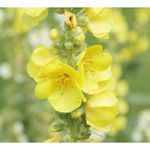 Ingrijire personala si Cosmetice - Sanatate si wellness - Suplimente alimentare - Vitamine si minerale - Oemine Dou - 60 capsule - Infinity.ro