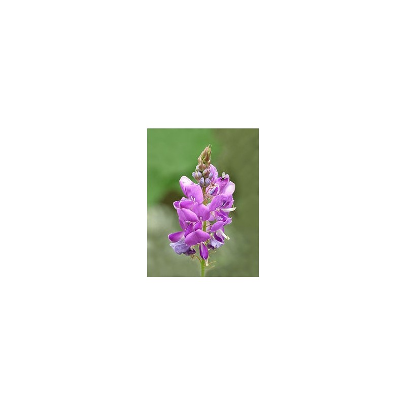 Ingrijire personala si Cosmetice - Sanatate si wellness - Suplimente alimentare - Vitamine si minerale - Francois Nature, Desmodiu, 120 Capsule, Hepatoprotector naturist - Infinity.ro