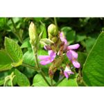 Ingrijire personala si Cosmetice - Sanatate si wellness - Suplimente alimentare - Vitamine si minerale - Francois Nature, Desmodiu, 120 Capsule, Hepatoprotector naturist - Infinity.ro