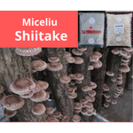 Casa si Gradina - Gradinarit si plante - Plante si ghivece - Bulbi, seminte si rasaduri - Miceliu ciuperci Shiitake de la Italspawn! - Infinity.ro