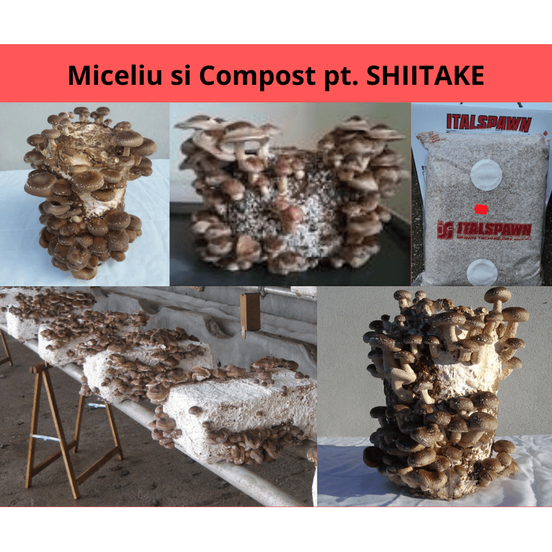 Casa si Gradina - Gradinarit si plante - Plante si ghivece - Bulbi, seminte si rasaduri - Miceliu ciuperci Shiitake de la Italspawn! - Infinity.ro