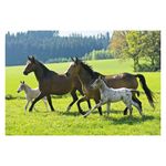 Jucarii, Copii si Bebe - Jucarii si jocuri - Jocuri si puzzle - Puzzle - Puzzle Schmidt - Cai, 2x26 + 2x48 piese, cutie metalica - Infinity.ro