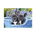 Jucarii, Copii si Bebe - Jucarii si jocuri - Jocuri si puzzle - Puzzle - Puzzle Castorland - French Bulldog Puppies, 1000 piese - Infinity.ro