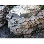 Casa si Gradina - Gradinarit si plante - Plante si ghivece - Bulbi, seminte si rasaduri - Set 2 buc. Miceliu Pleurotus si Miceliu Shiitake + Bonus - Infinity.ro