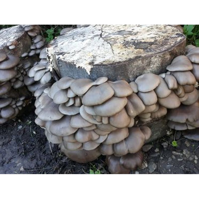 Casa si Gradina - Gradinarit si plante - Plante si ghivece - Bulbi, seminte si rasaduri - Set 2 buc. Miceliu Pleurotus si Miceliu Shiitake + Bonus - Infinity.ro