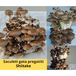 Casa si Gradina - Gradinarit si plante - Plante si ghivece - Bulbi, seminte si rasaduri - Set 2 buc. Miceliu Pleurotus si Miceliu Shiitake + Bonus - Infinity.ro