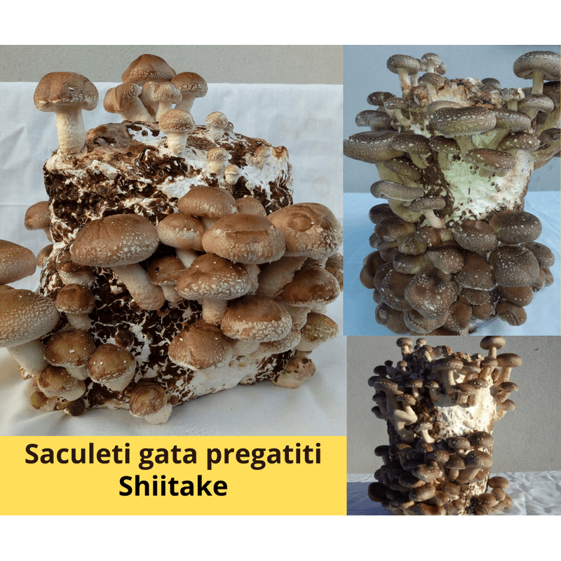 Casa si Gradina - Gradinarit si plante - Plante si ghivece - Bulbi, seminte si rasaduri - Set 2 buc. Miceliu Pleurotus si Miceliu Shiitake + Bonus - Infinity.ro
