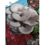 Casa si Gradina - Gradinarit si plante - Plante si ghivece - Bulbi, seminte si rasaduri - Set 3 pungi Miceliu (samanta) Pleurotus + Bonus - Infinity.ro