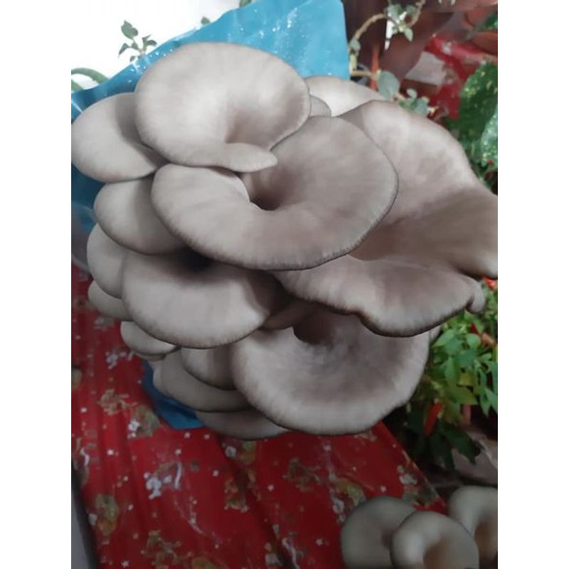 Casa si Gradina - Gradinarit si plante - Plante si ghivece - Bulbi, seminte si rasaduri - Set 3 pungi Miceliu (samanta) Pleurotus + Bonus - Infinity.ro