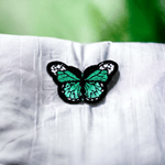 Casa si Gradina - Decoratiuni - DIY - Articole mercerie - Aplicatie termoadeziva brodata Crisalida, 43 x 29 mm, fluture Verde smarald - Infinity.ro