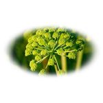 Casa si Gradina - Decoratiuni - Aromaterapie si lumanari - Uleiuri esentiale aromaterapie - Esenta naturala (ulei) aromaterapie SyS Aromas, Angelica 12 ml - Infinity.ro