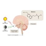 Ingrijire personala si Cosmetice - Sanatate si wellness - Suplimente alimentare - Vitamine si minerale - Belle&Bio Melatonina 120 capsule - Infinity.ro