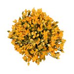 Casa si Gradina - Decoratiuni - Obiecte decorative - Plante artificiale - Ghiveci Cu Flori, Portocaliu, Plastic, 16Cm - Portocaliu, Plastic, 16cm - Infinity.ro