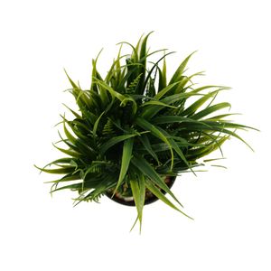 Aranjament In Ghiveci, Verde, Plastic, 20Cm - Verde, Plastic, 20cm