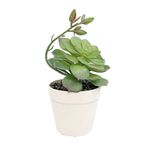 Casa si Gradina - Decoratiuni - Obiecte decorative - Plante artificiale - Aranjament Floral Artificial, Verde, Plastic, 17Cm - Verde, Plastic, 17cm - Infinity.ro