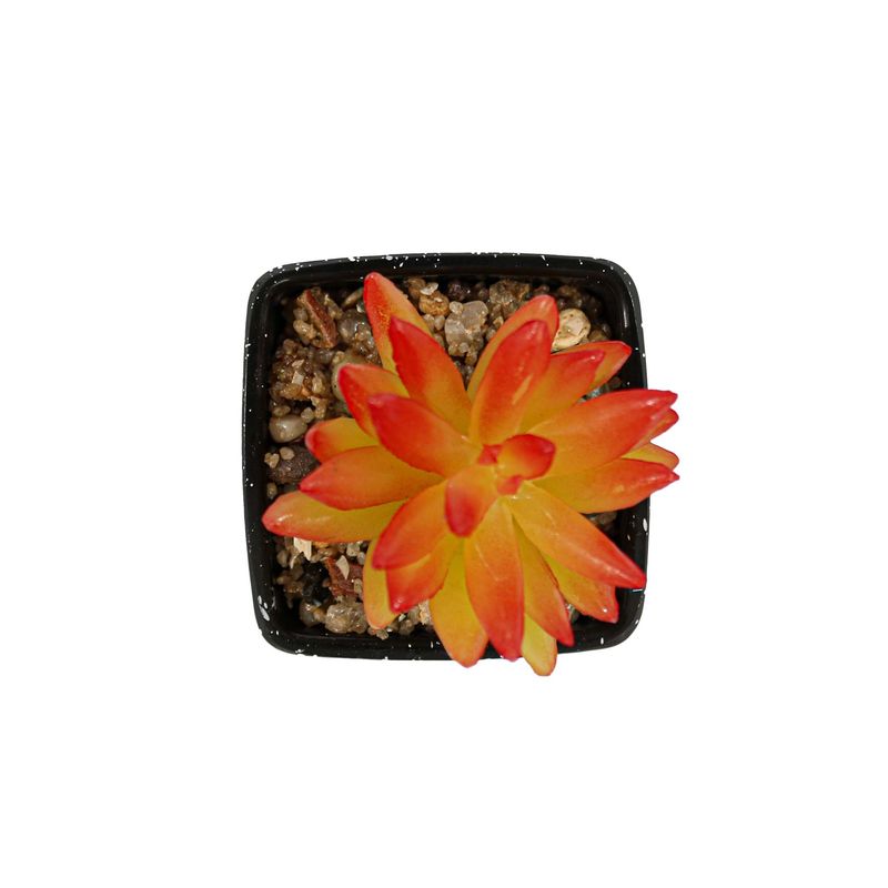 Casa si Gradina - Decoratiuni - Obiecte decorative - Plante artificiale - Planta Suculenta Artificiala, Portocaliu, Plastic, 9Cm - Portocaliu, Plastic, 9cm - Infinity.ro
