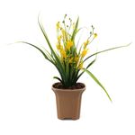 Casa si Gradina - Decoratiuni - Obiecte decorative - Plante artificiale - Aranjament Cu Flori Artificiale, Spring, Galben, 42cm - Galben, Plastic, 42cm - Infinity.ro
