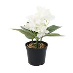 Casa si Gradina - Decoratiuni - Obiecte decorative - Plante artificiale - Aranjament In Ghivechi, Beautiful, Alb, 26cm - Alb, Plastic, 26cm - Infinity.ro