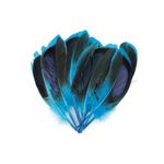 Casa si Gradina - Decoratiuni - Obiecte decorative - Accesorii decorative - Set 20 pene decorative rata, lungime 10 - 13 cm, Negru turcoaz - Infinity.ro