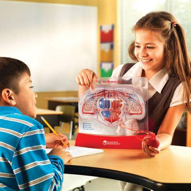 Jucarii, Copii si Bebe - Jucarii si jocuri - Jucarii & jocuri educative - Jocuri si jucarii educative - Set educativ copii - Cum functioneaza inima - Infinity.ro