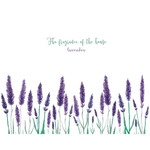 Casa si Gradina - Decoratiuni - Stickere decorative - Sticker Decorativ cu Flori de Lavanda  Autocolant Glixicom 71 x 50 cm - Infinity.ro