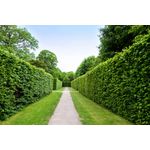 Casa si Gradina - Decoratiuni - Tapet - Autocolant, Natura 94, 220 x 135 cm - Infinity.ro