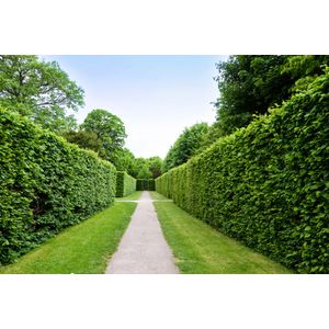 Casa si Gradina - Decoratiuni - Tapet - Infinity.ro