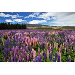 Casa si Gradina - Decoratiuni - Tapet - Tablou canvas Natura 86, 75 x 50 cm - Infinity.ro